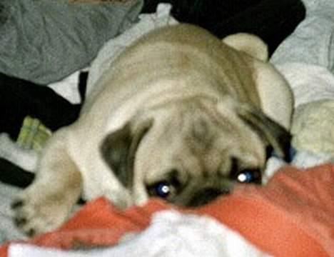 Mops Anton billede 2