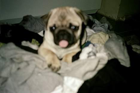 Mops Anton billede 3