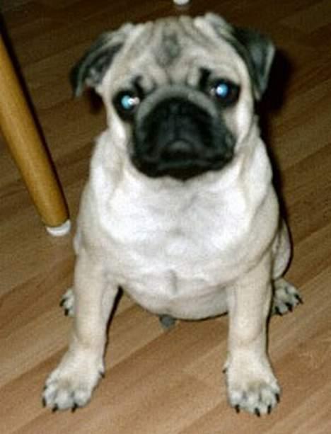 Mops Anton billede 4