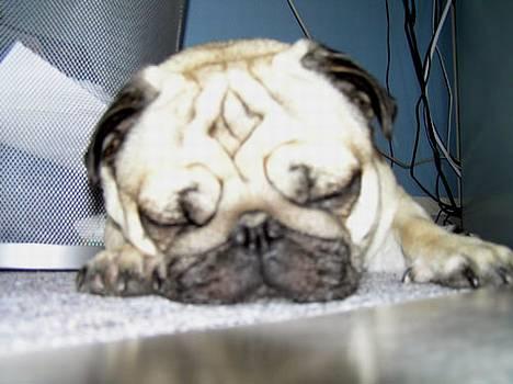 Mops Anton billede 5