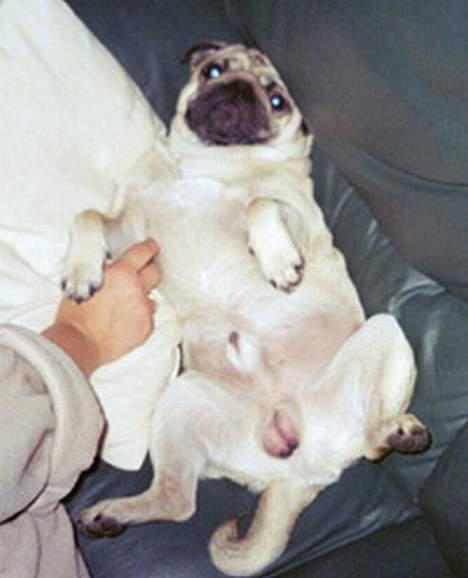 Mops Anton billede 6