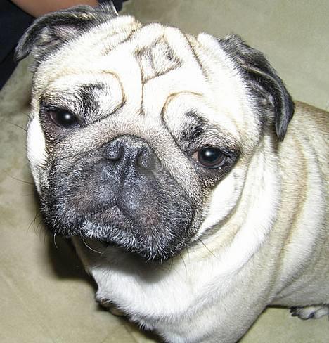 Mops Anton billede 7