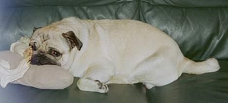 Mops Anton billede 8