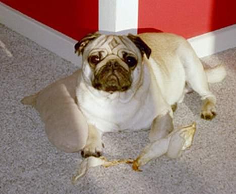 Mops Anton billede 9