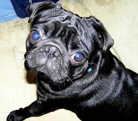 Mops Nero - Halløj billede 1