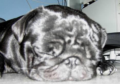 Mops Nero - Snork billede 2