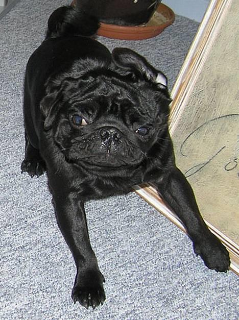 Mops Nero - Grr - nu kommer jeg og tar´ dig ! billede 3