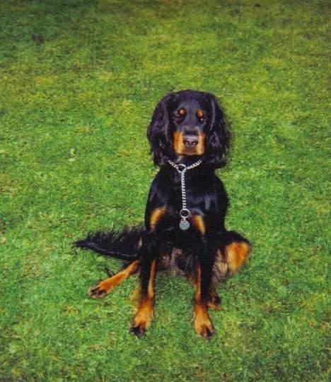 Gordon setter Fiona (Fie) *død*  billede 17