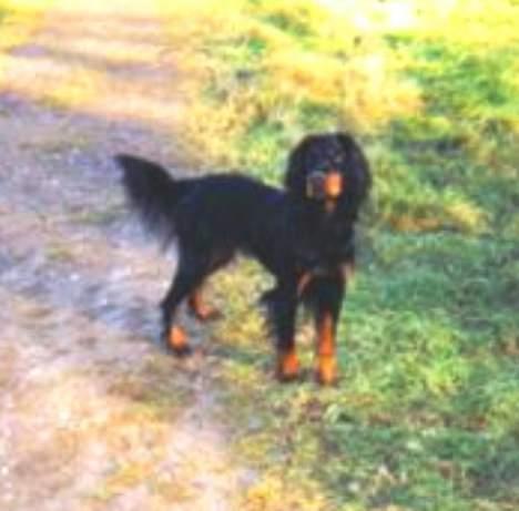 Gordon setter Fiona (Fie) *død*  billede 18