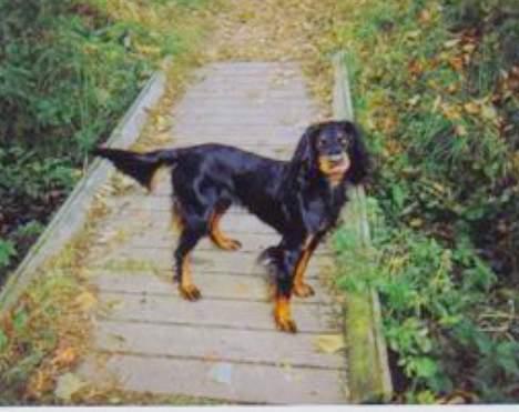 Gordon setter Fiona (Fie) *død*  billede 19