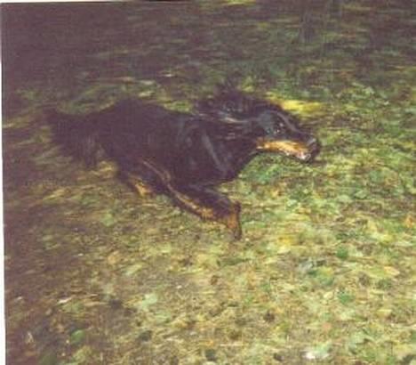 Gordon setter Fiona (Fie) *død*  - Fuld fart fremad!! billede 20