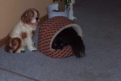 Pekingeser Mahjongs   Sjuss Død. - Jeg kan næsten ikke selv være her for alt mit legetøj;;;;men det er MIT billede 7