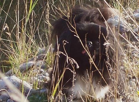 Pekingeser Mahjongs   Sjuss Død. - Oh du fandt mig mor. billede 8