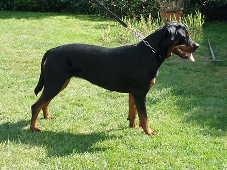 Rottweiler Tosca *Cue Beauty* billede 6