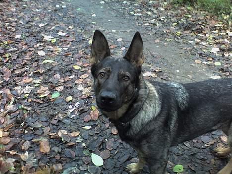 Schæferhund Viki (Bayogi Vefa) - Hva så? billede 9