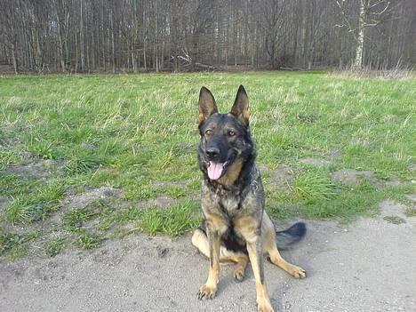 Schæferhund Viki (Bayogi Vefa) -  er det sådan man sidder pænt? billede 10