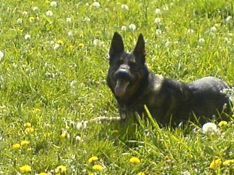 Schæferhund Viki (Bayogi Vefa) - Hvad? billede 11