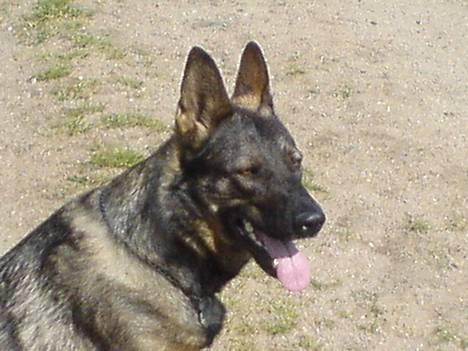 Schæferhund Viki (Bayogi Vefa) - Er jeg ikke dejlig? billede 12