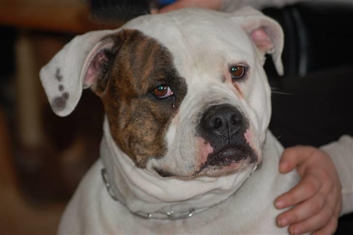 Amerikansk bulldog Østergårds Kelly osbuorne - lidt sød ser man da ud :) billede 1