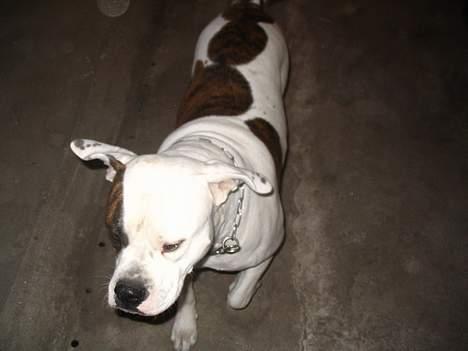 Amerikansk bulldog Østergårds Kelly osbuorne - juhu , jeg kan "næsten" flyve billede 2