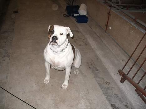 Amerikansk bulldog Østergårds Kelly osbuorne - her er jeg igen  billede 3