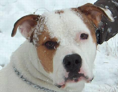 Blanding af racer (Bull/Rott) Morgan R.I.P - Er lidt træt efter vores kælke tur meen nej hvor jeg elsker sne ;O) billede 18