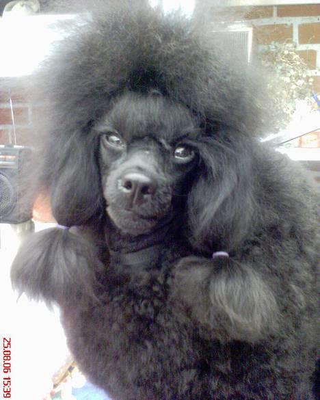 Toypuddel Black Chili Girl - Hvad laver du? billede 6