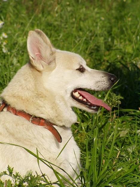 Norsk buhund Biloxi - Biloxi   (foto: Emma Højgaard) billede 1