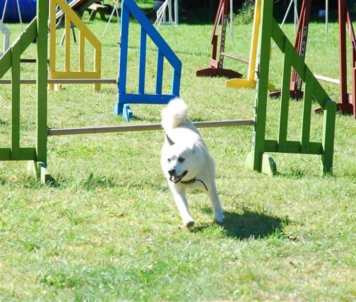 Norsk buhund Biloxi - Biloxi i gang med hendes yndlingssport, Agility   (foto: Nick Holt) billede 3