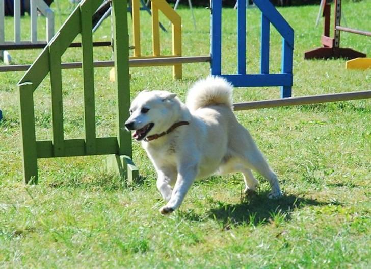Norsk buhund Biloxi - (foto: Nick Holt) billede 5