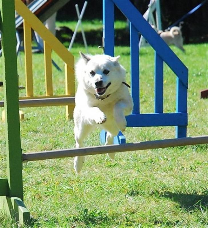 Norsk buhund Biloxi - (foto: Nick Holt) billede 6