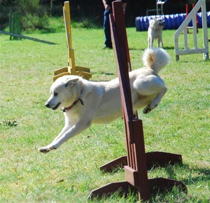 Norsk buhund Biloxi - (foto: Nick Holt) billede 7