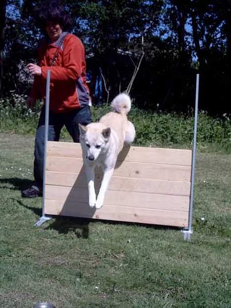 Norsk buhund Biloxi - Springtræning i Team Buhund billede 9