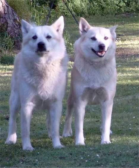 Norsk buhund Biloxi - Min datter prøvede at træne Biloxi i parklasse med Scott (det er Biloxi til højre) billede 10