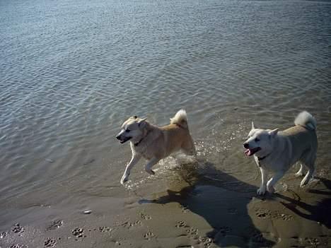 Norsk buhund Biloxi - Biloxi elsker at løbe i vandet ved havet, her løber hun fra hendes mor Cherie billede 11