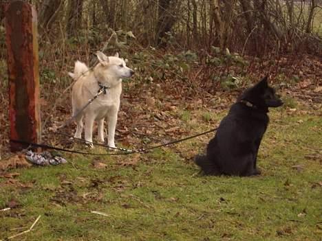 Norsk buhund Biloxi - Her er hun sammen med Anti, som hun til enhver tid vil beskytte mod alverdens farer billede 15