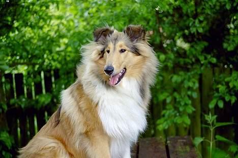 Collie langhåret Vicky - ½ år billede 12