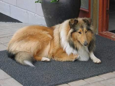 Collie langhåret Vicky - 8 måneder billede 13