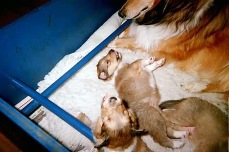 Collie langhåret Vicky - 3 uger gammel billede 14