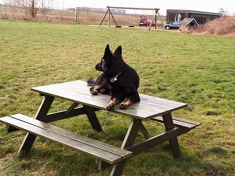 Schæferhund Tobila`s Felix - Her ligger jeg fint, og holder øje med omgivelserne. billede 7