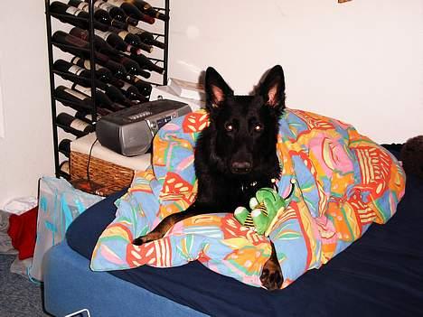 Schæferhund Tobila`s Felix - UPS. Her er jeg vist lidt på afveje i " far´s " seng. billede 8