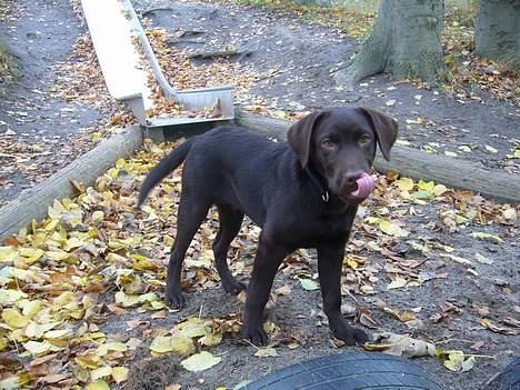 Labrador retriever Ollie (Gilbak´s Robin) - "Det er sjov at rutsje - gad vide om det er noget man kan spise i denne skov... mums...slurp" billede 1