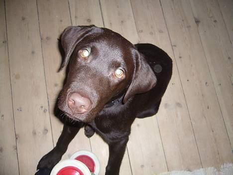 Labrador retriever Ollie (Gilbak´s Robin) - "hmm - jeg må da heller ingen ting...det er virkeligt hårdt, at være en lille hund" !!! billede 2