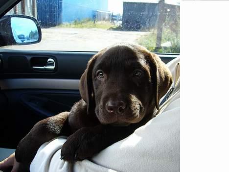 Labrador retriever Ollie (Gilbak´s Robin) - Så kører vi afsted hjemad - med "den lille ny" :-) billede 3