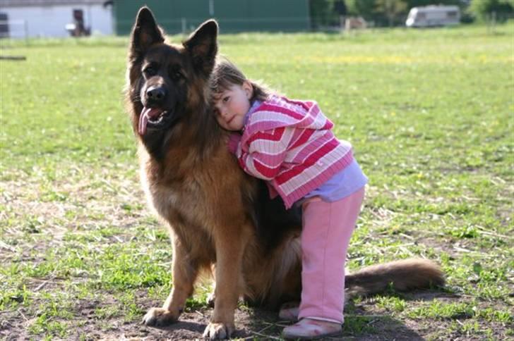 Schæferhund Ronja (2003-2010) billede 11