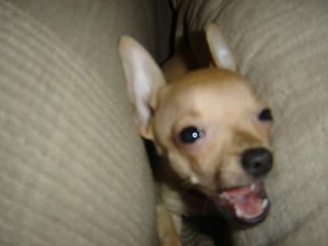 Chihuahua Tyson billede 9