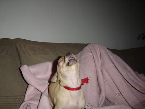 Chihuahua Tyson billede 10