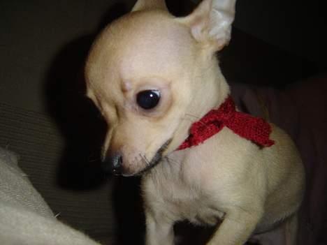 Chihuahua Tyson billede 11