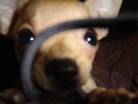 Chihuahua Tyson billede 12