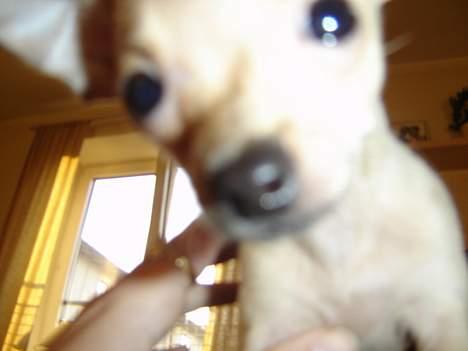 Chihuahua Tyson billede 13